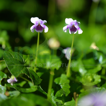 Viola hederacea 'Native Violet'
