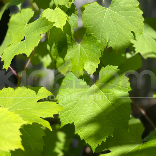 Vitis betulifolia ‘Ornamental Grape Vine’ Kingdom Horticulture