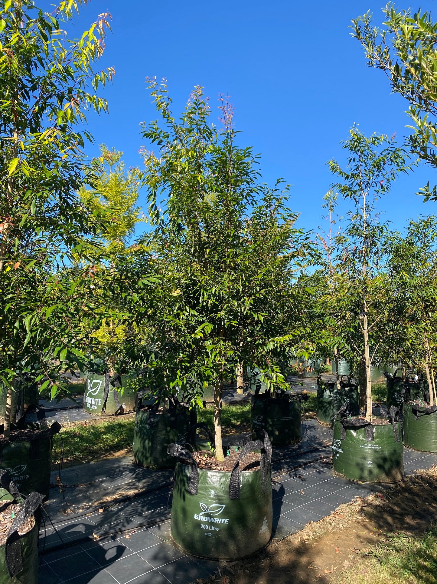 Waterhousia floribunda "Weeping Lilly Pilly" | Multiple Sizes Kingdom Horticulture