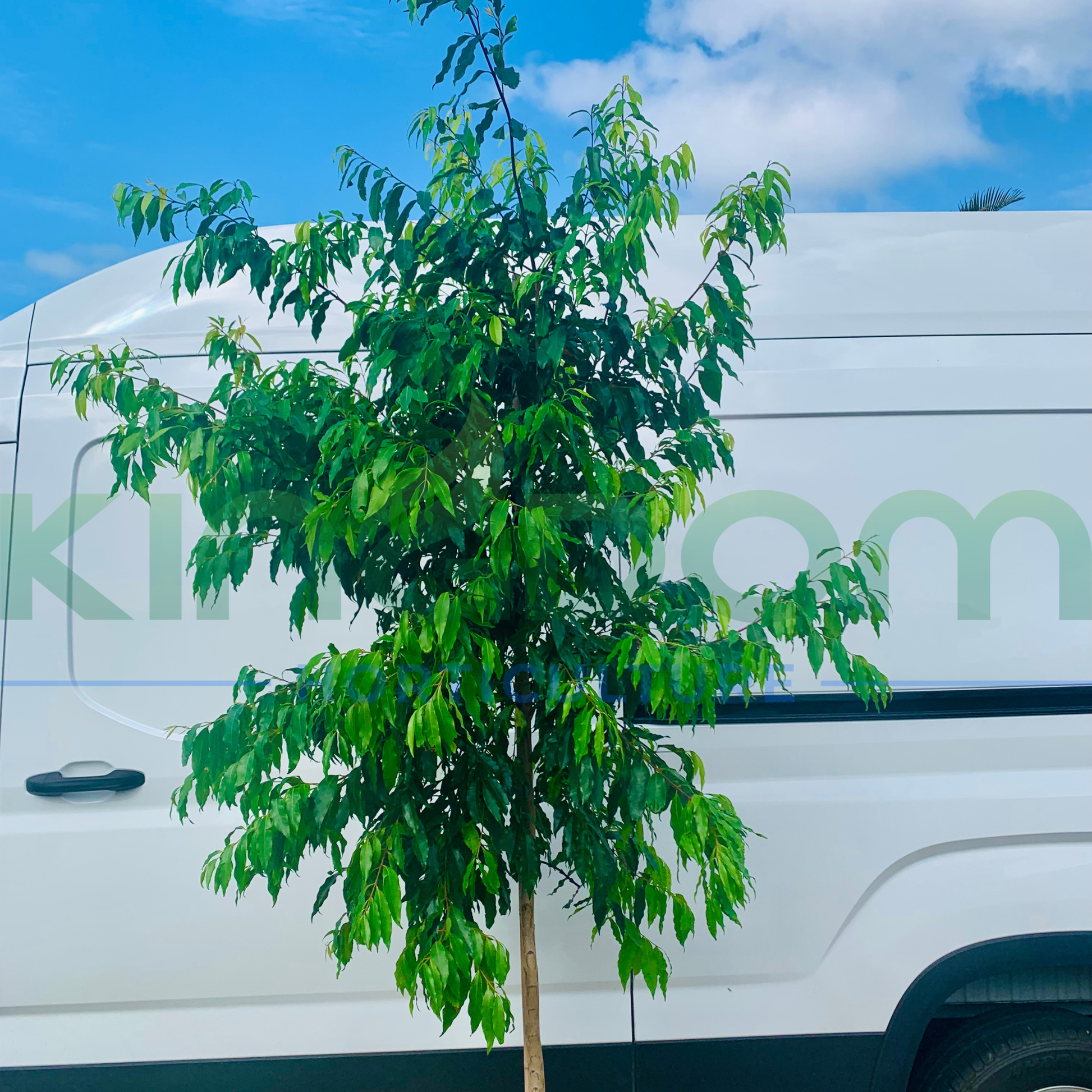 Kingdom Horticulture