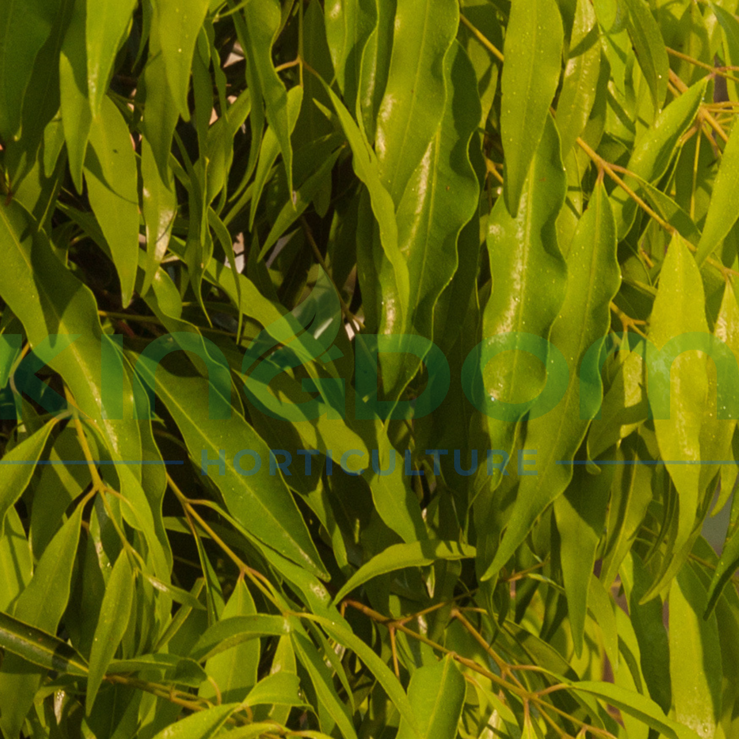 Waterhousia floribunda 'Sweeper' PBR Kingdom Horticulture