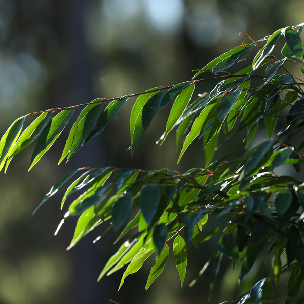 Waterhousia floribunda 'Weeping Lilly Pilly'
