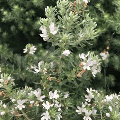 Westringia 'Wynyabbie Gem, Costal Rosemary' | Multiple Sizes - Kingdom Horticulture