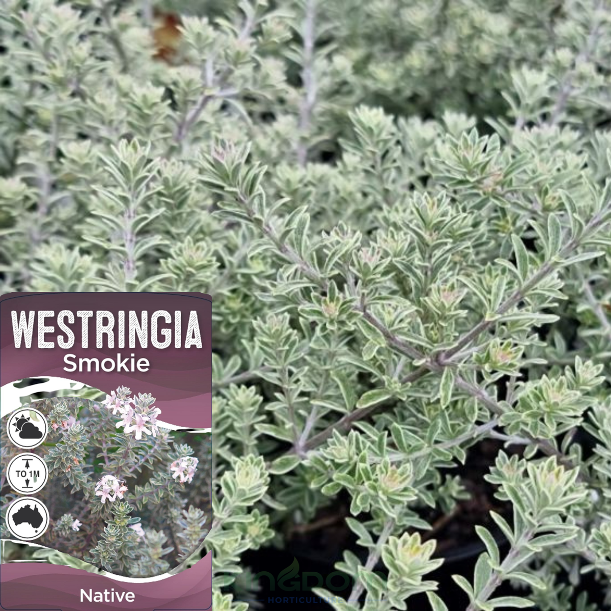 Westringia fruiticosa 'Smokey' Kingdom Horticulture