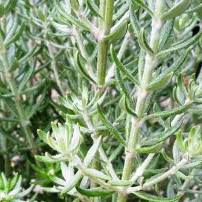 Westringia fruticosa ‘Funky Chunky’
