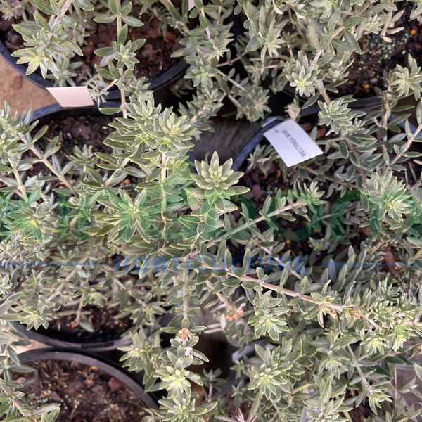 Westringia fruticosa 'Mundi'