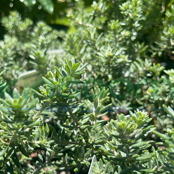 Westringia fruticosa 'Zena'