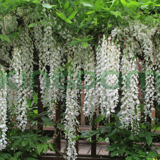 Wisteria sinensis Alba White 'Chinese Wisteria' | Multiple Sizes Kingdom Horticulture