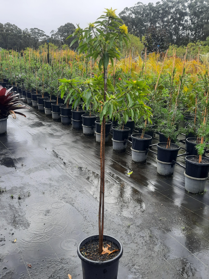 Xanthostemon chrysanthus "Golden Penda" | Multiple Sizes