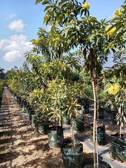 Xanthostemon chrysanthus "Golden Penda" | Multiple Sizes