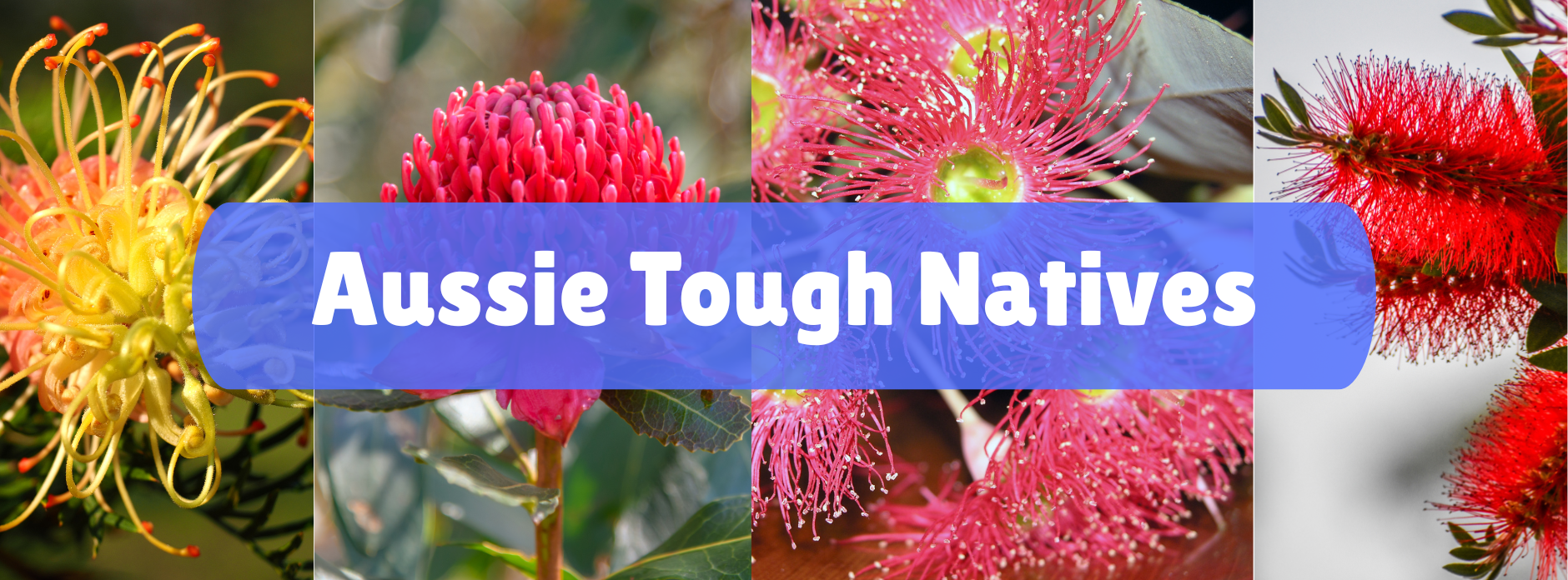 Kingdom Horticulture